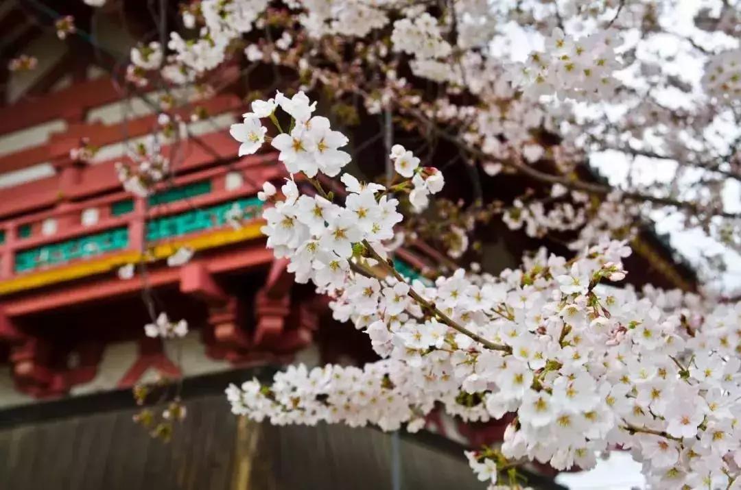 樱花前线2022年,2022第一场樱花