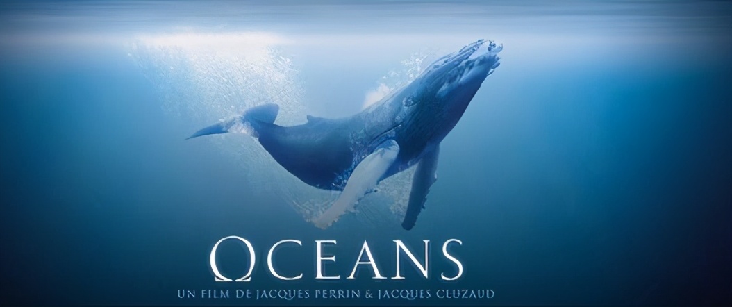 鱼翅是什么玩意儿,鱼翅是啥玩意儿