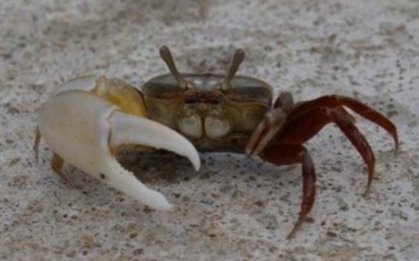 螃蟹看着这么恐怖为什么会有人吃,螃蟹的外观为什么也很可怕