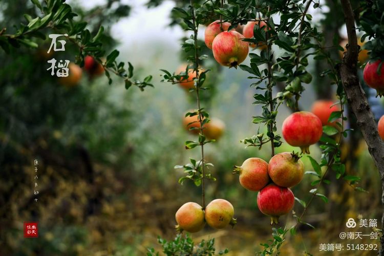 石榴一般几月份熟,石榴怎么判断熟了