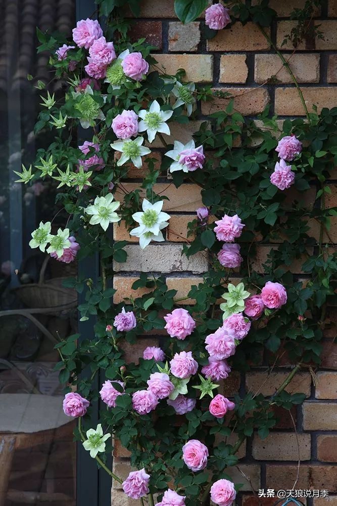 铁线莲折扣,铁线莲哪款值得入手