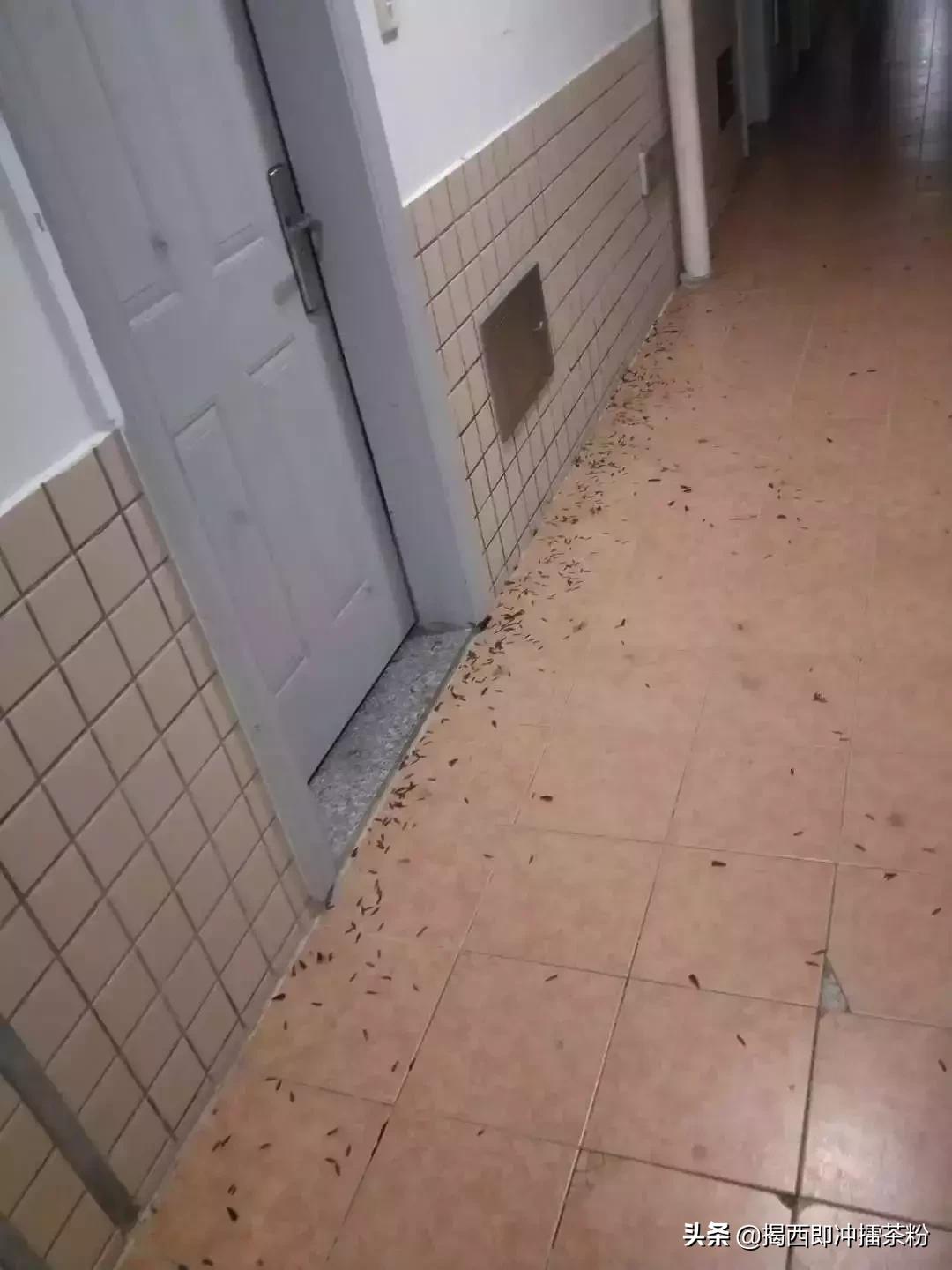 飞蚁大军空袭视频,飞蚁大军被空袭