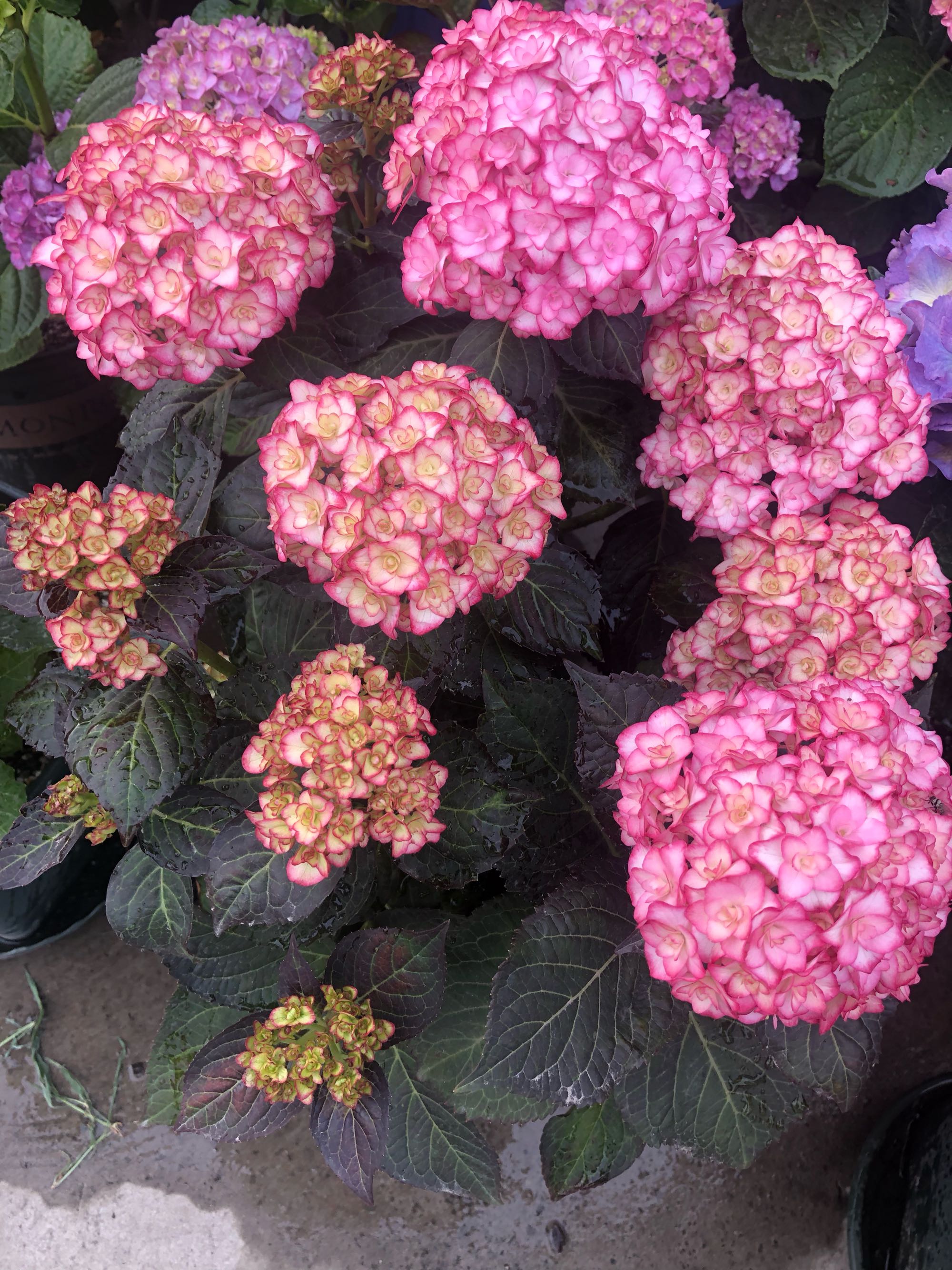 阳台美丽绣球花,阳台花卉球根花卉