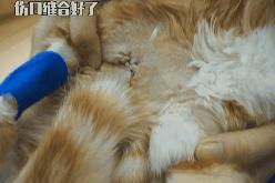 打猫可以纠正猫的坏行为吗,猫犯错了可以关起来吗
