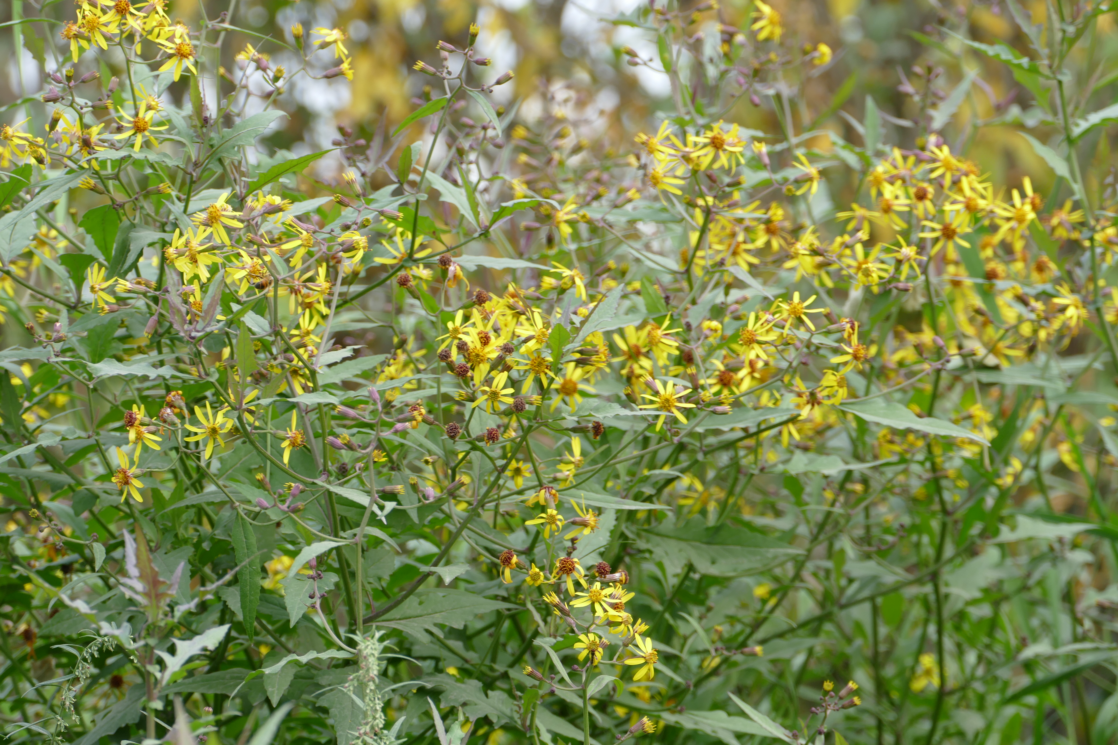 眼科良方书,眼科专用中草药