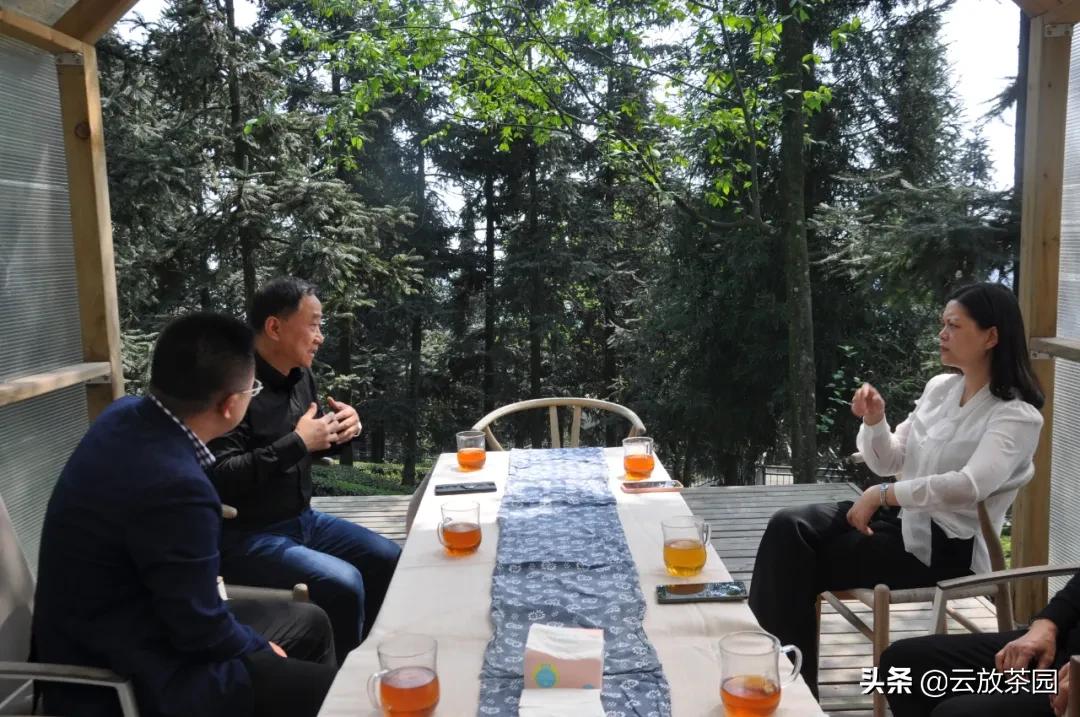 云放茶园深度解析,云放茶园最新视频