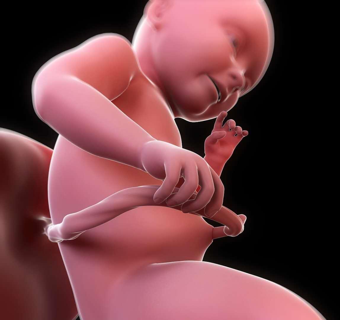 孩子在子宫内成长过程,记录宝宝在妈妈肚子里