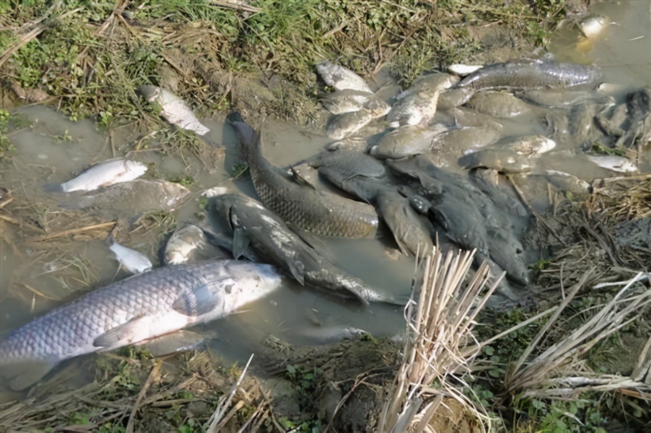 欧洲鲫鱼泛滥成灾,麦穗鱼在欧美泛滥成灾的原因