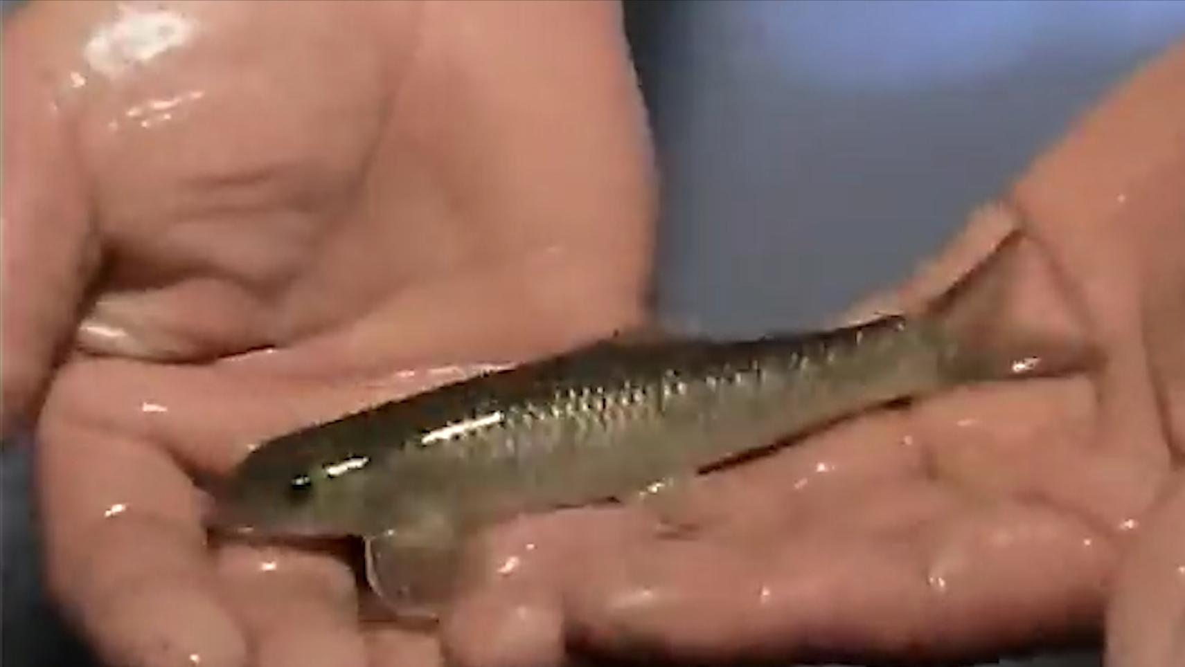 老汉做梦挖到鱼泉后续,重庆一老汉做了个梦挖出鱼泉