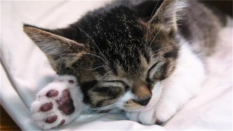 猫咪厌食无神是什么病,猫咪厌食吃什么药好得快