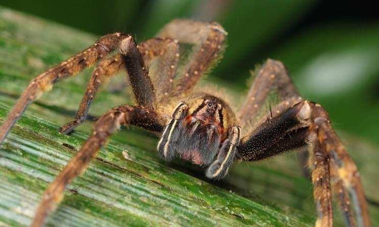 巴西游走蛛毒液有医学作用吗,巴西流浪蛛毒液