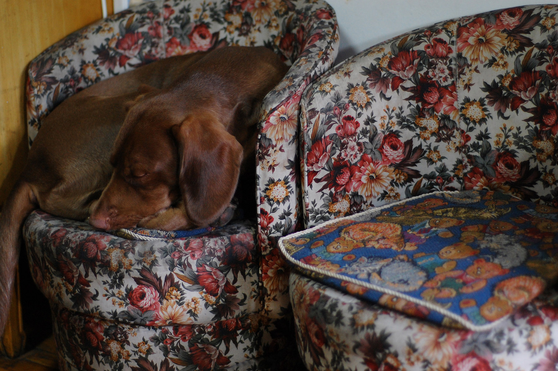 尼康d40机身,尼康第一部数码单反