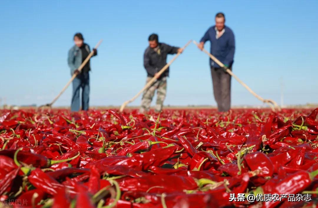 产值高的农产品,亩产经济价值最高的农作物