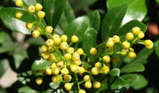 米兰花茉莉花扦插用什么基质土好,米兰花的扦插60天怎么没生根