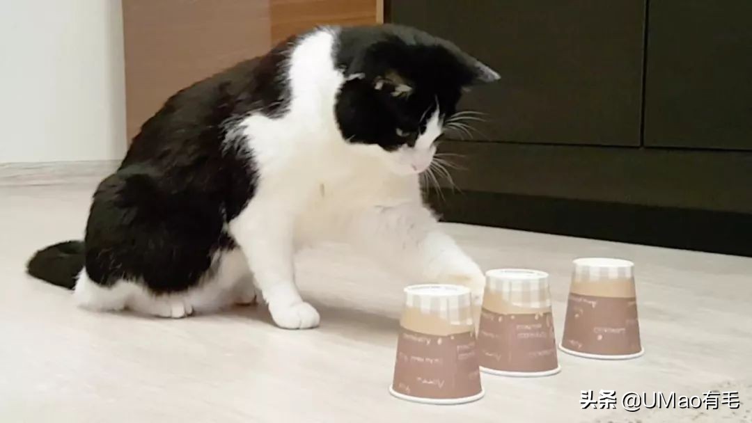 猫咪猜杯子游戏第三关 (猫咪口杯猜球游戏)