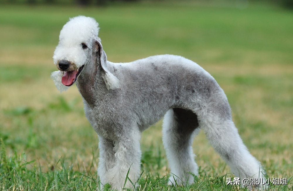 世界名贵犬种,中国名贵犬种大全图片