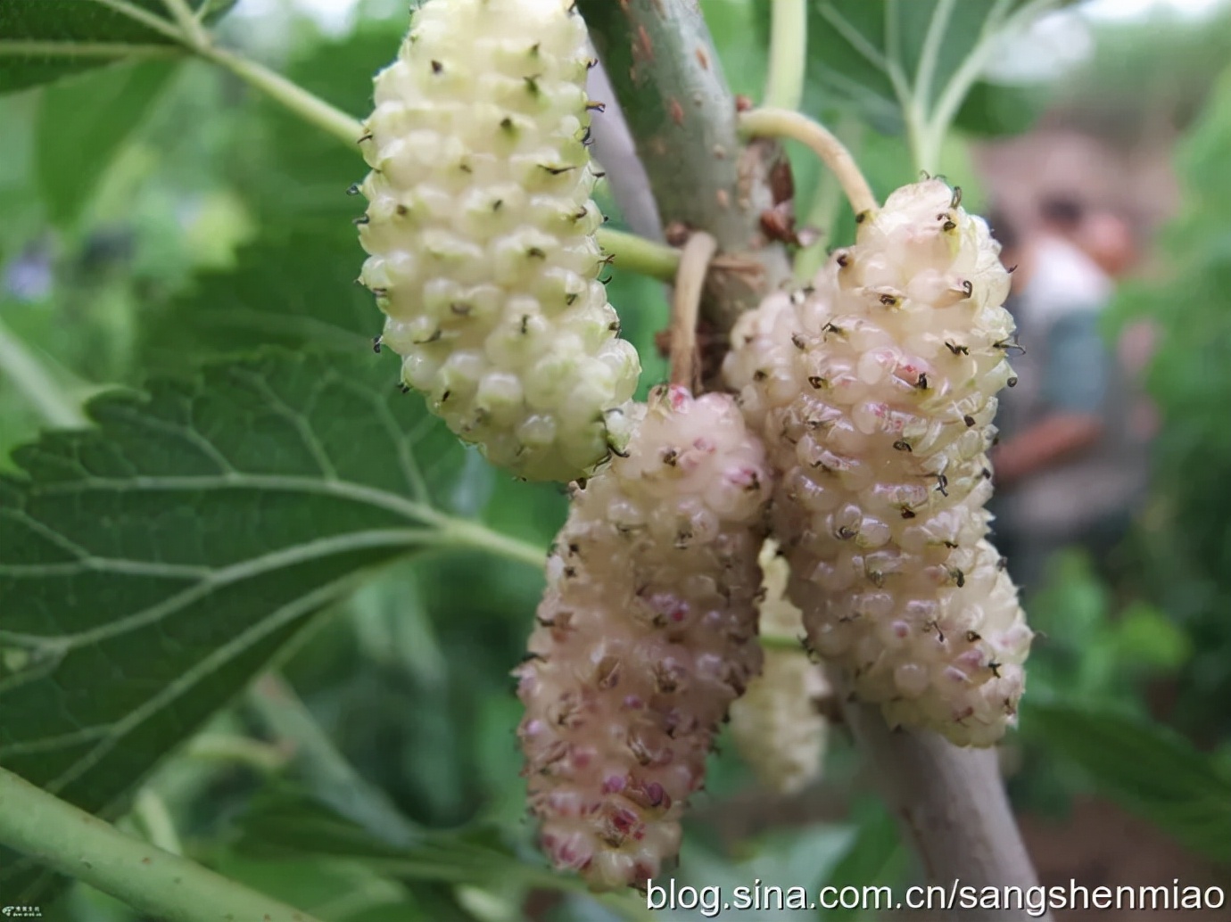 果桑的栽培方法,果桑果树栽培视频