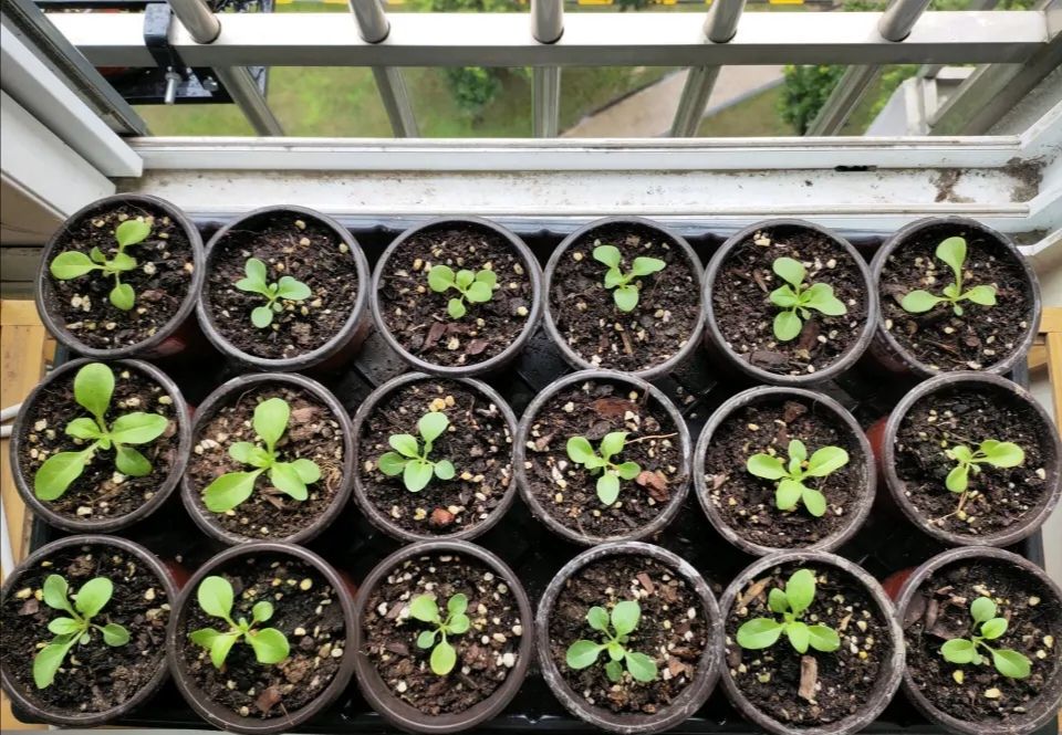 养牵牛花需要什么土,养牵牛花