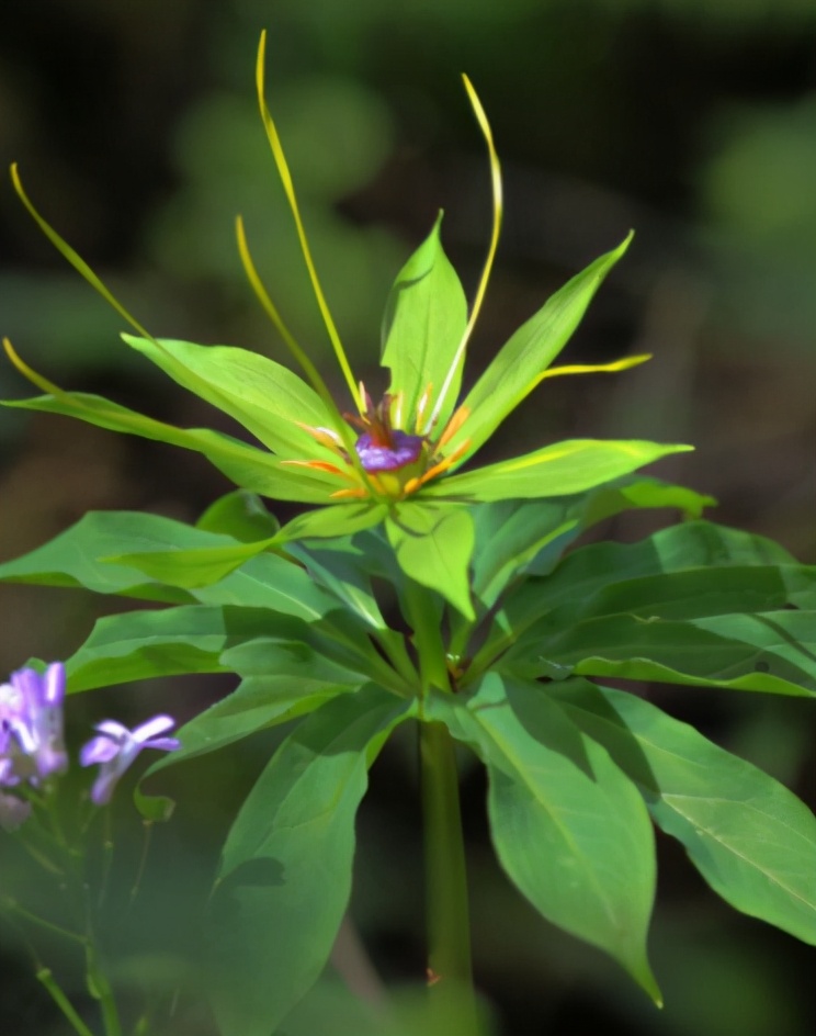 中药七叶一枝花的用法,有关七叶一枝花的抗癌药方