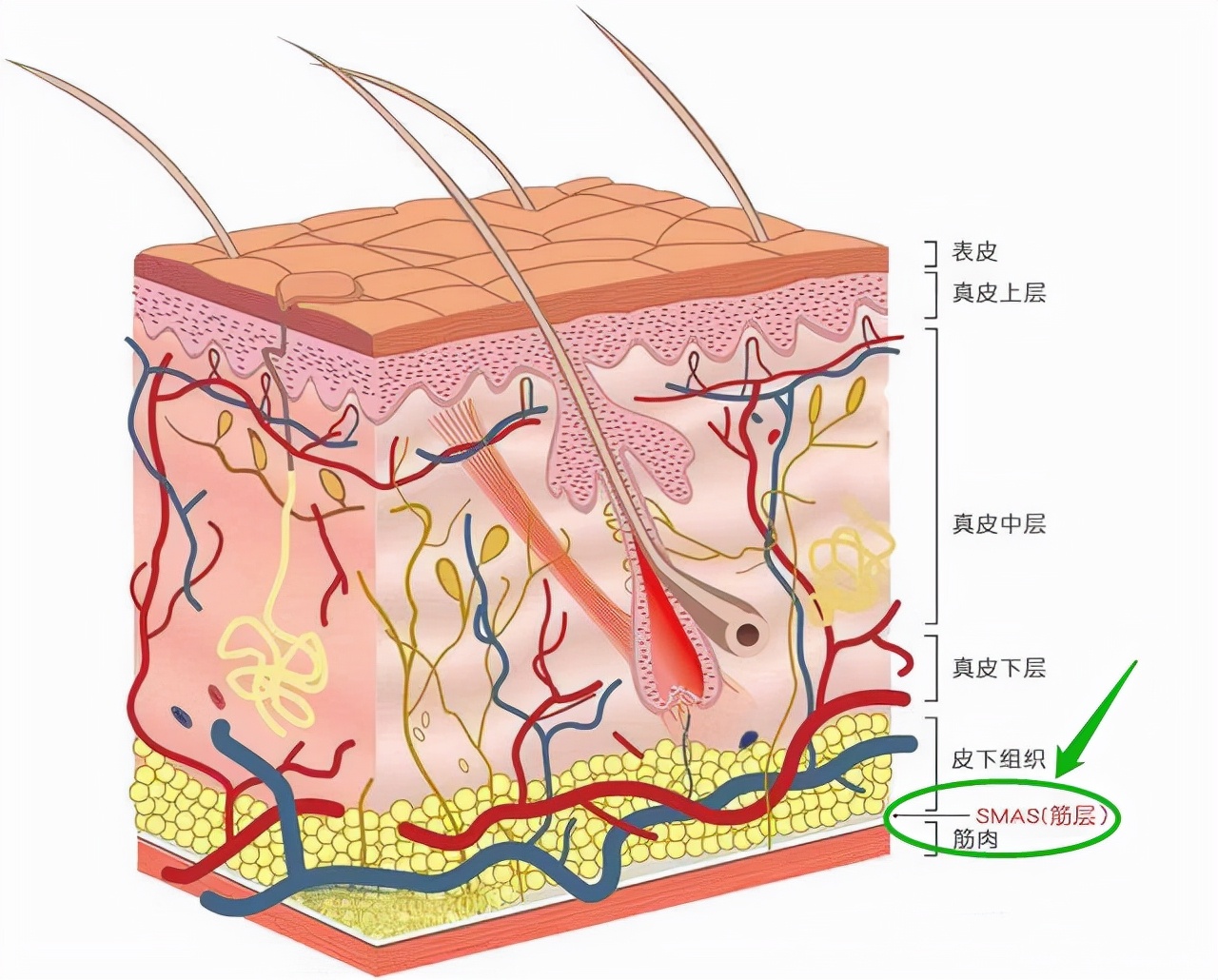 美容仪是真有用还是智商税呢,美容仪有用吗是智商税吗真实测评
