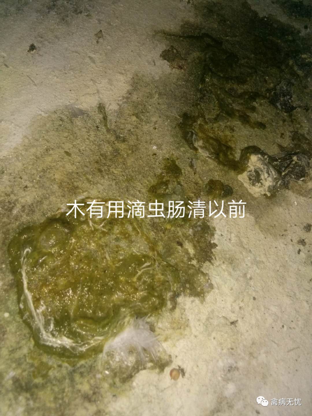 肉鸽养殖技术高效,肉鸽养殖技术全程指导