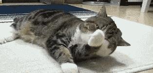 猫为什么比狗爱掉毛,狗狗总是和猫一样洗脸是怎么回事