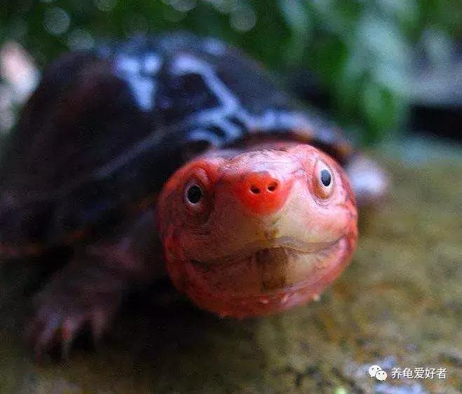 蛋龟类龟的不同阶段,蛋龟还有什么龟