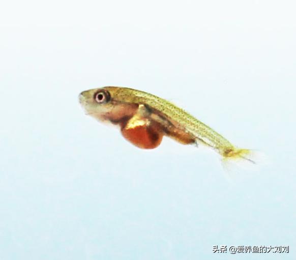 金鱼卵的孵化水温度多少度最佳,金鱼卵孵化出小金鱼咋养