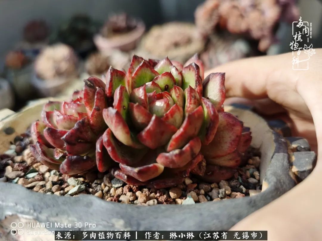 又到多肉变美时，一切都鼓励我积极向前