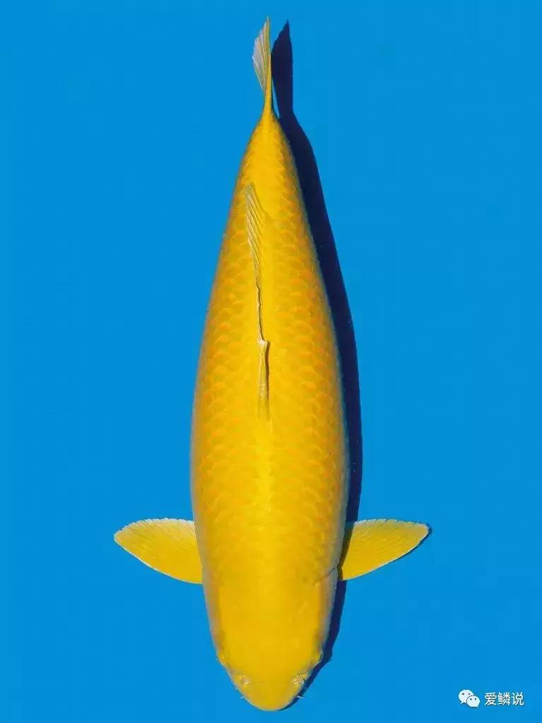 閴磋祻閿﹂菠,閴磋祻閿﹂菠鏁欏