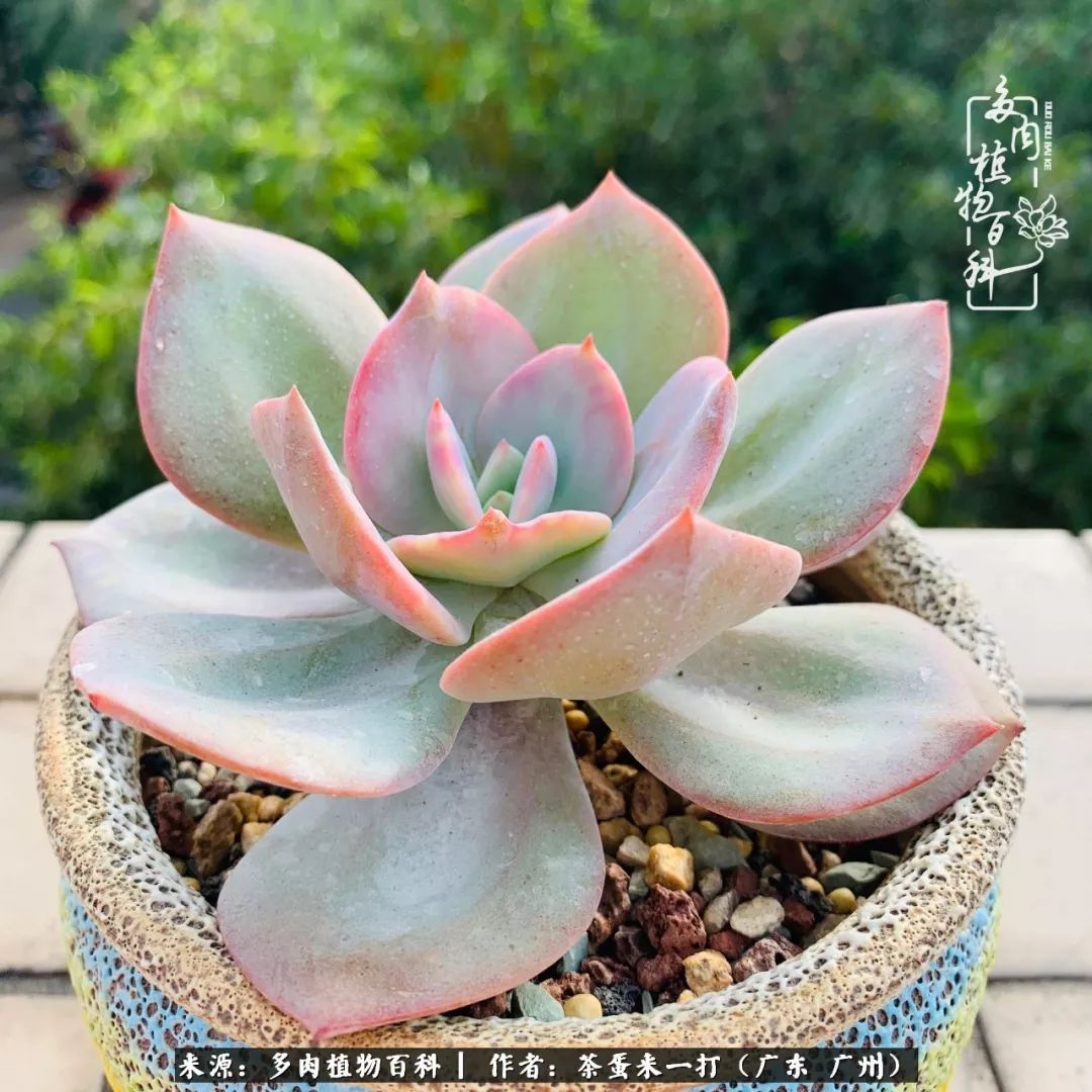 在冬日阳光下，记一个多肉小白的养肉历程