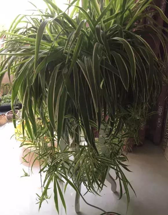 吊兰绿萝用什么土最好,绿萝吊兰盆栽多久施一次肥