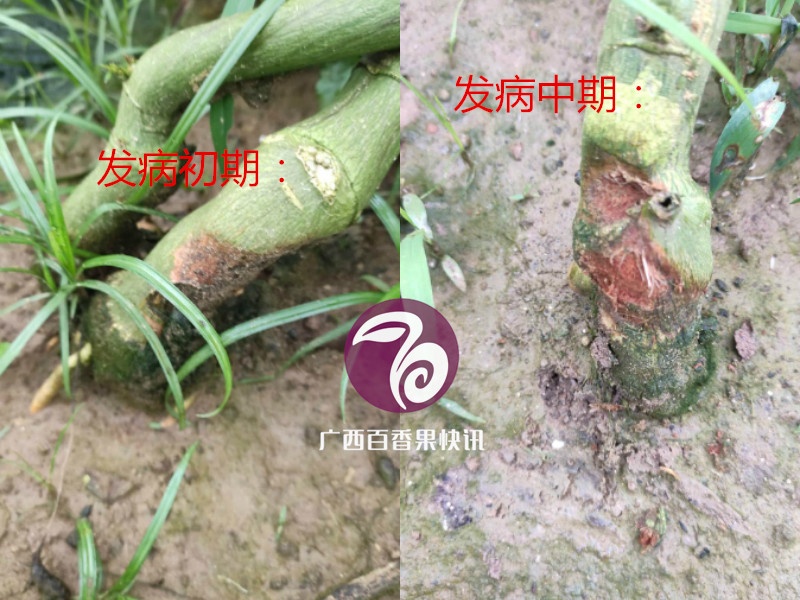 百香果镰刀菌属型、疫霉属型茎基腐病的区别与防治