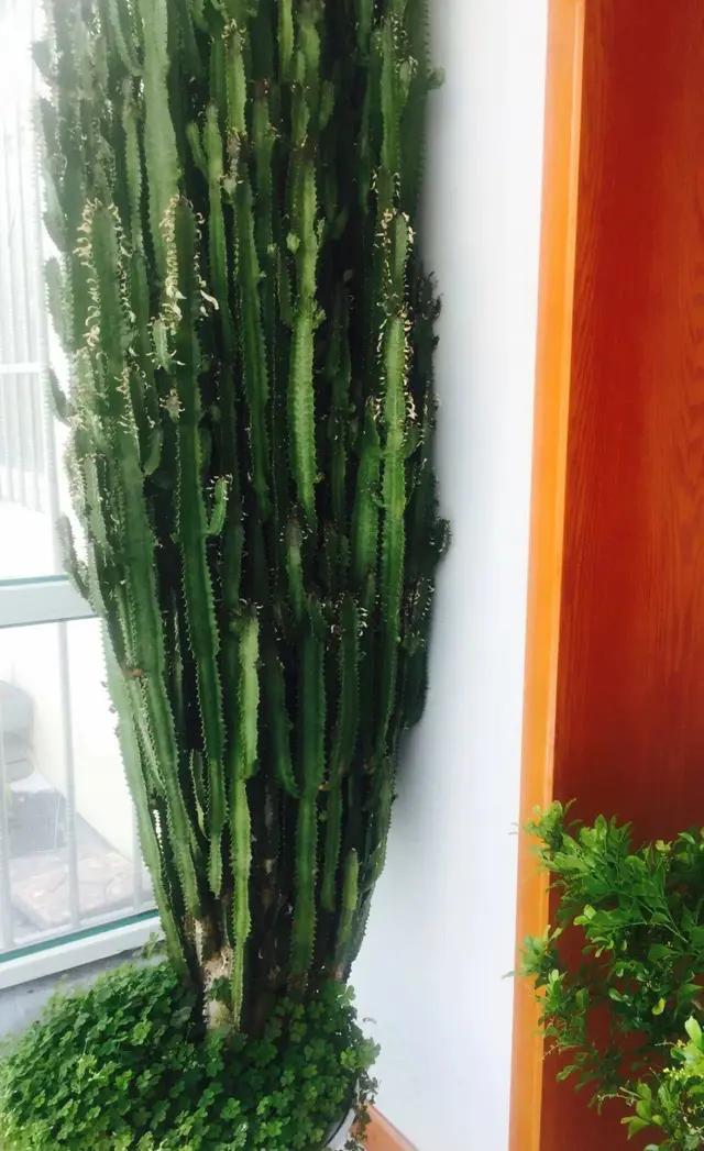 长了二十年的芦荟,龟背竹芦荟