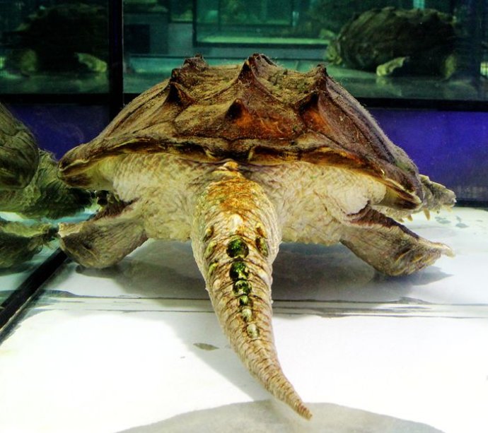 不同国家的凶猛鳄龟,真正的远古鳄龟