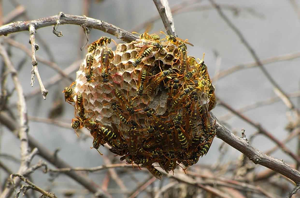 夏天遇到马蜂该怎么办,夏天如何避免马蜂