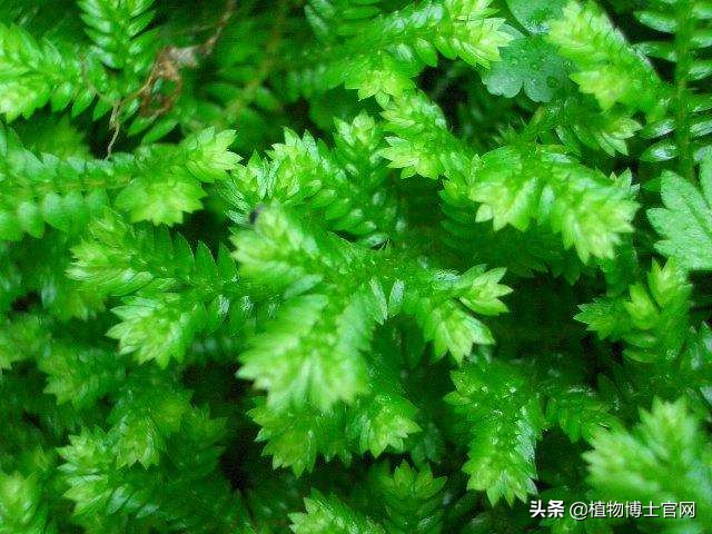 新上盆的卷柏要怎么浇水？