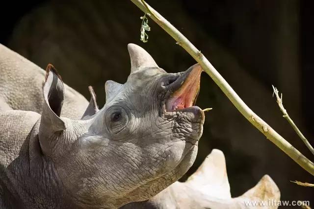 犀牛奇蹄目犀科动物,犀牛体格威猛是一种珍贵动物