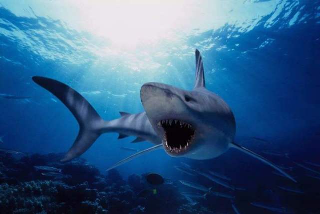 比恐龙还古老的鱼是什么鱼,恐龙时期的鱼类有哪些