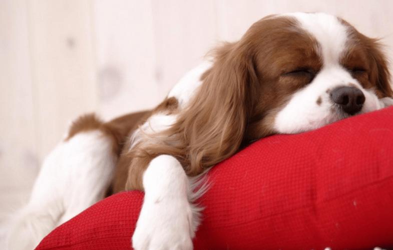 狗狗60天小便有血,狗狗尿尿没有血但是会流血