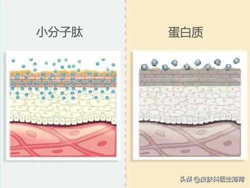 胶原蛋白肽和胶原胜肽的区别,胶原蛋白多肽与寡肽区别