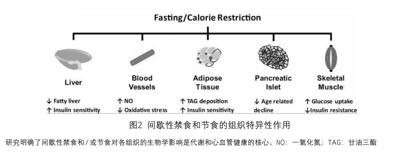禁食可以改善胰岛素抵抗吗,禁食糖尿病逆转