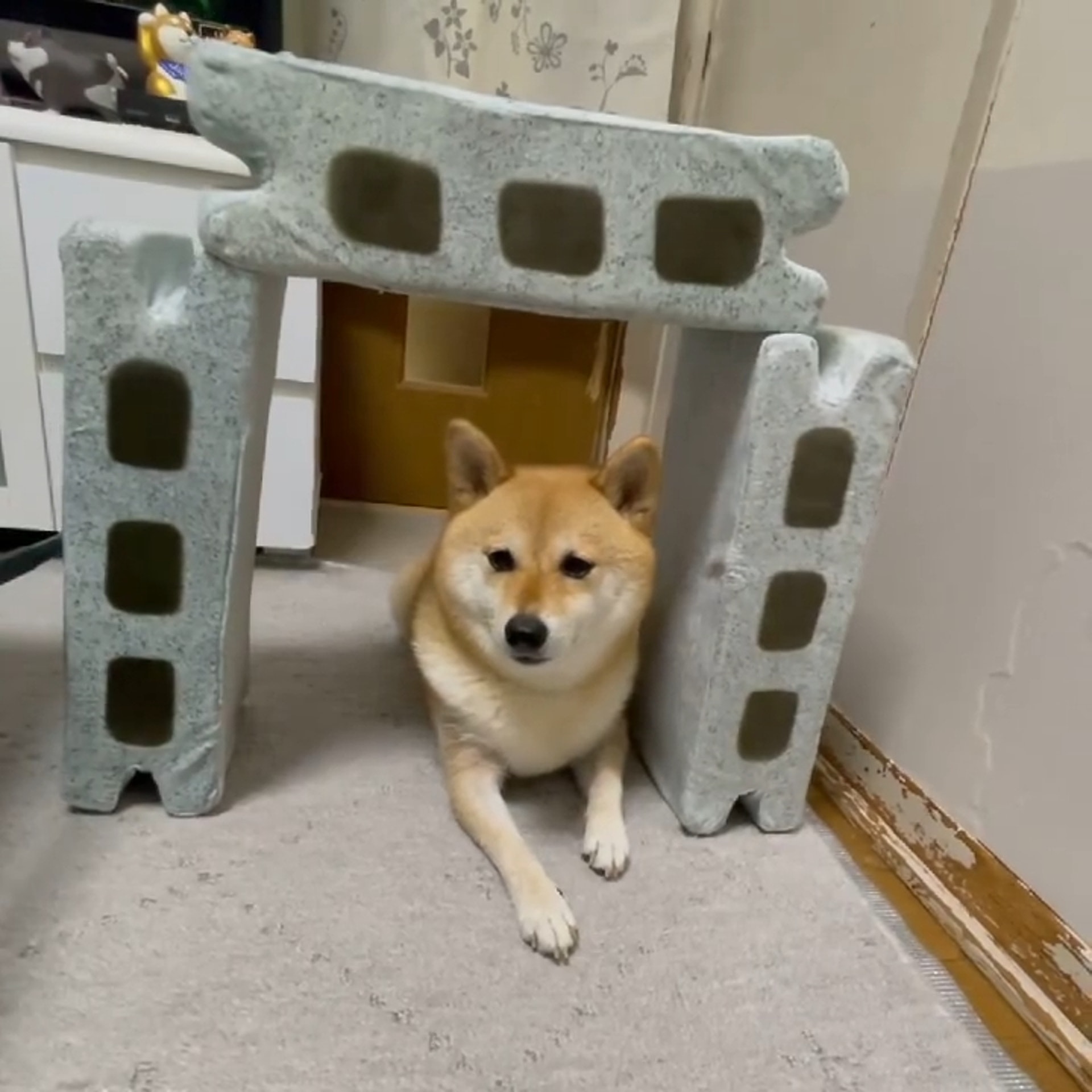 被砖头压住了!影帝柴犬超入戏25个连自己也骗倒的瞬间