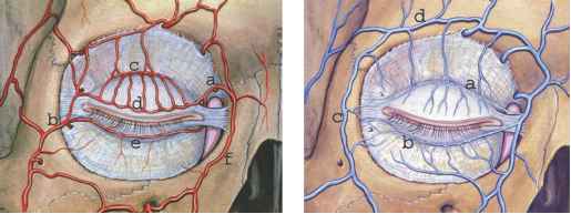 宝宝黑眼圈紫色是怎么回事,宝宝黑眼圈边缘有白边是怎么回事