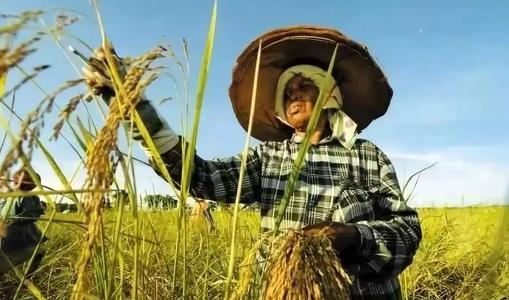 柬埔寨历史真实影像,关于柬埔寨历史视频