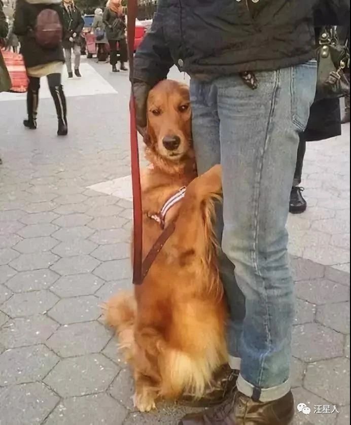 金毛训练抱腿,金毛抱住腿