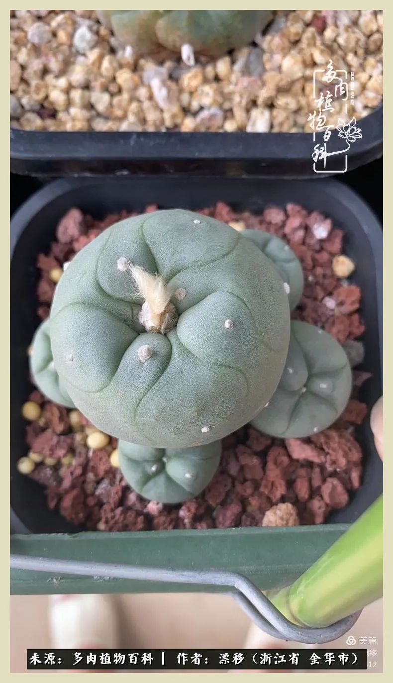 仙人球开花的惊艳瞬间,仙人球开花惊艳了6月