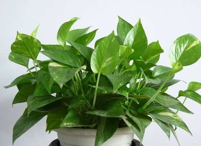 家里有甲醛用什么植物好,新装修的房子什么植物可以去甲醛