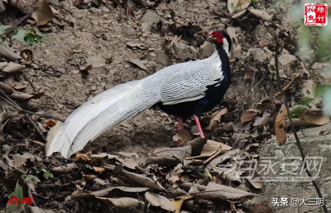 中国绿都最氧三明湿地公园,中国绿都最氧三明宁化