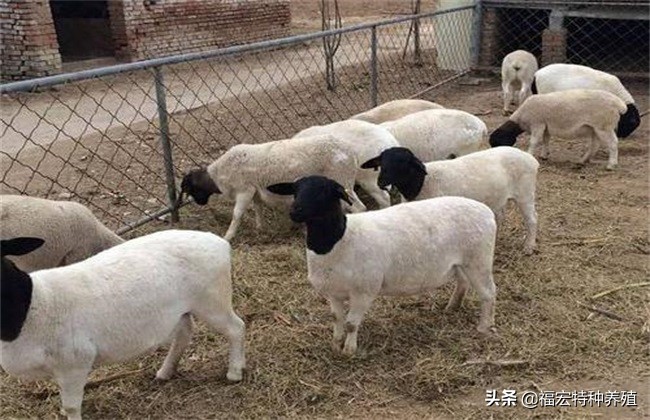 杜泊绵羊和小尾寒羊杂交品种,小尾寒羊和杜泊羊杂交生产性能